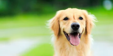 Hangi Evcil Hayvana Benzediğini Öğren!